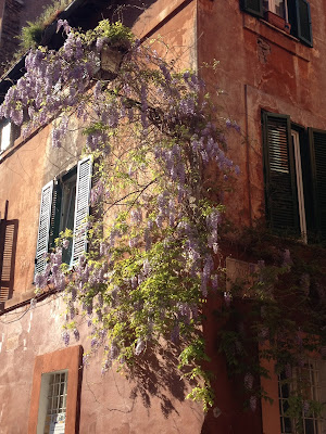 wisteria glicine trastevere vicolo del piede roma rome