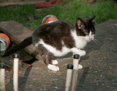 little panda feral kitten photo