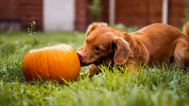 Dog With Pumpkin