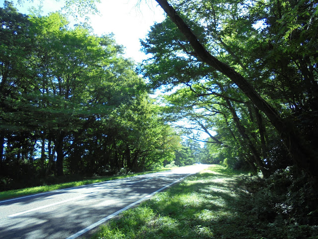 大山並木松の米子大山線を登ります