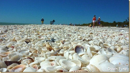 Sanibel Shell and birds_182_thumb[1]