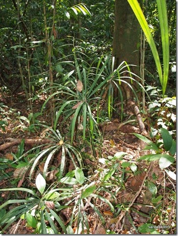 Licuala_fan_palm_sarawak_1