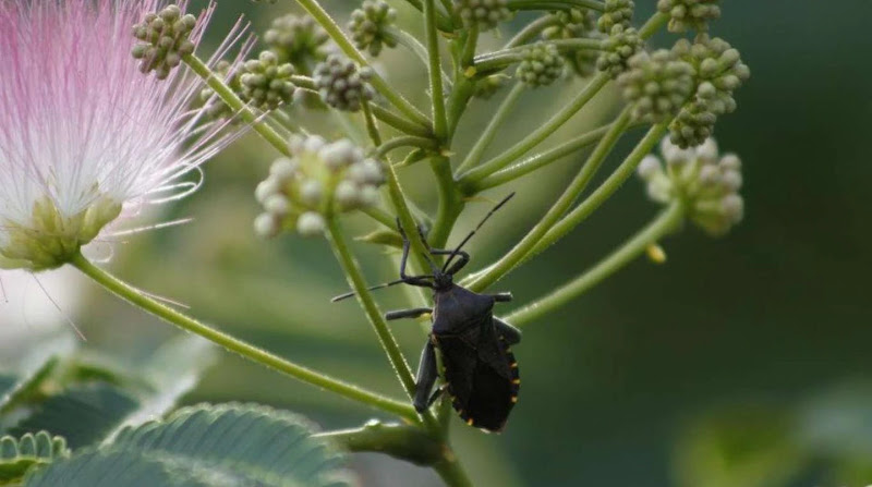 Descubre los 5 insectos que pueden causar la muerte