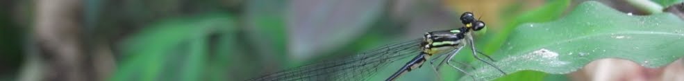 豐原小站