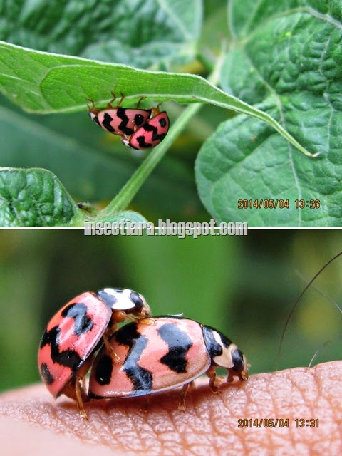 Sepasang kumbang koksi Cheilomenes sexmaculata yang sedang kawin aku temukan di balik salah satu daun tanaman kacang yang berada di halaman depan rumah mertua. Pasangan kumbang tersebut tampaknya merasa terganggu dengan kehadiranku sehingga berusaha menghindar dan bersembunyi di balik dedaunan. Ternyata selain proses perkawinan, proses lainnya seperti bertelur, berganti kulit, menjadi pupa dan menetas dilakukan oleh kumbang koksi ini saat hari gelap ya.