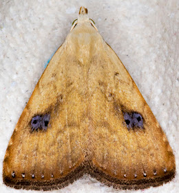 Straw Dot, Rivula sericealis.  Noctuidae.   Hayes, 7 August 2014.