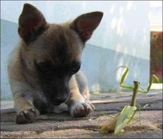 cute sweet puppy dog and grasshopper photo