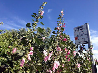 qrendi hollyhocks