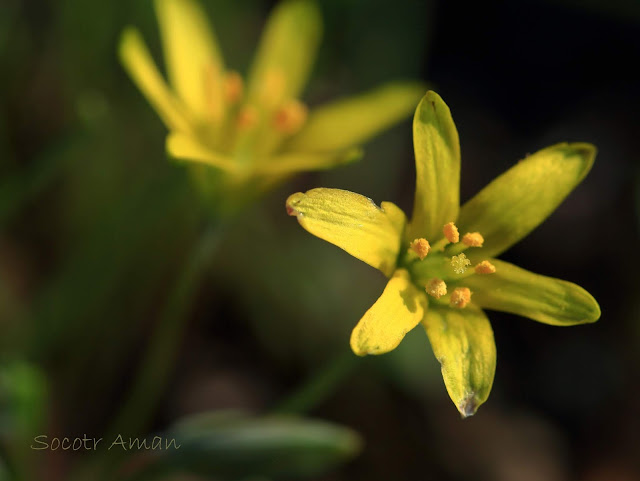 Gagea lutea