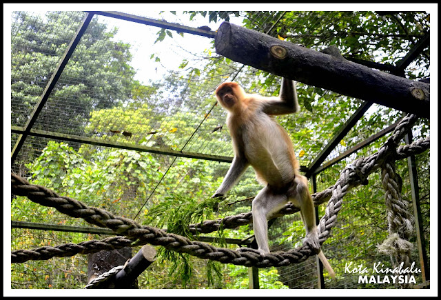 proboscis+monkeys+lok+kawi+wildlife+park+sabah.jpg