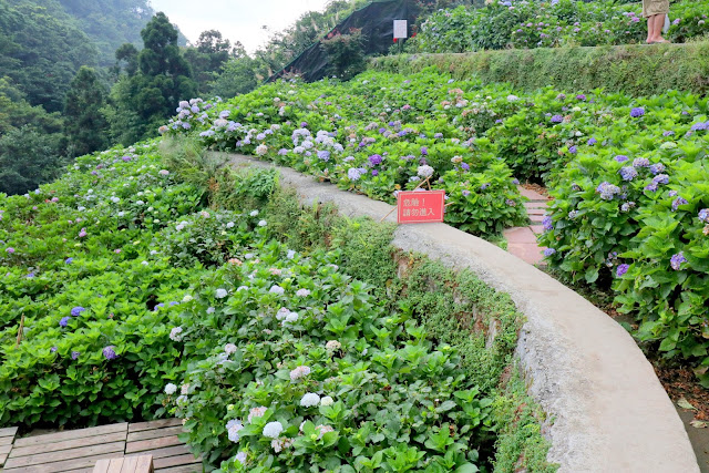 大梯田花卉生態農園 繡球花