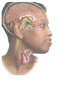 الغدة النخامية و الغدة الدرقية في الأطفال والكبار- طبيب نت