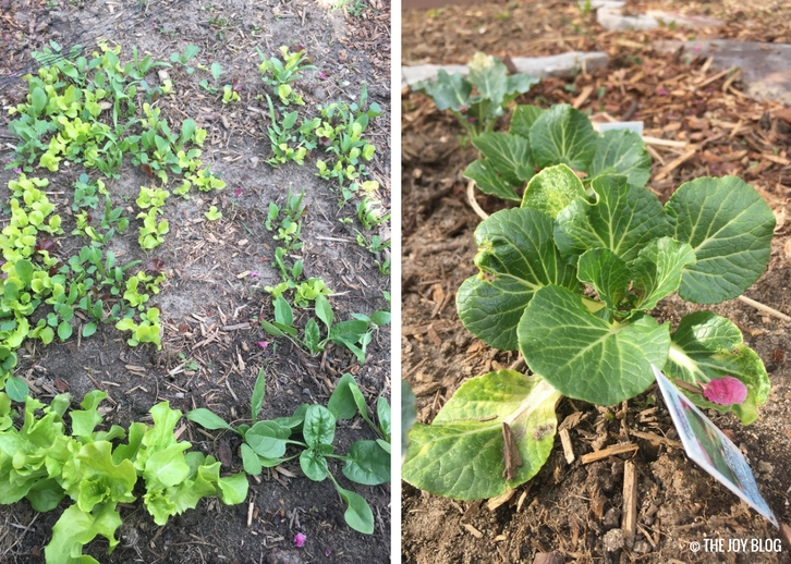 Salad Greens & Pak Choy // Garden Updates: Mid-Spring 2018 // www.thejoyblog.net