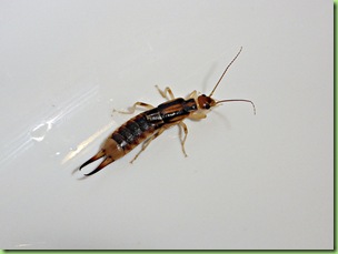 Earwig