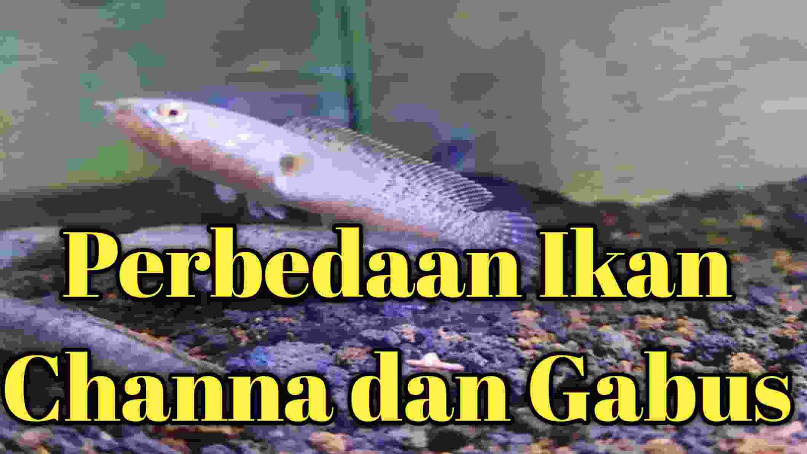 cara mengetahui perbedaan antara ikan channa dan gabus