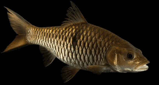 Ikan Hampala Macrolepidota