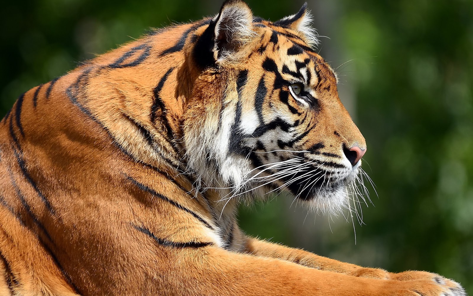 Gambar Harimau  Lengkap Gambar Foto