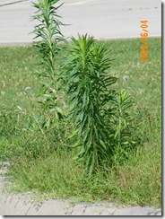 weeds