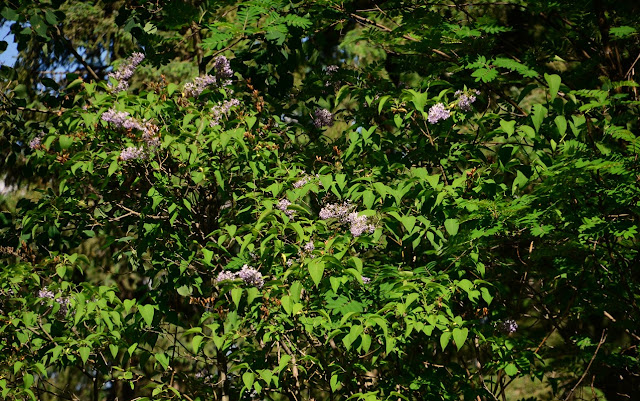 Lilac, Syringa vulgaris, cohanmagazine.blogspot.com