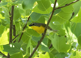 Yellow-breasted Chat - Oak Openings Preserve, Ohio, USA