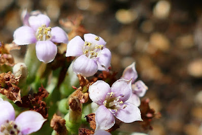 Kalanchoe synsepala - Walking Kalanchoe care and culture