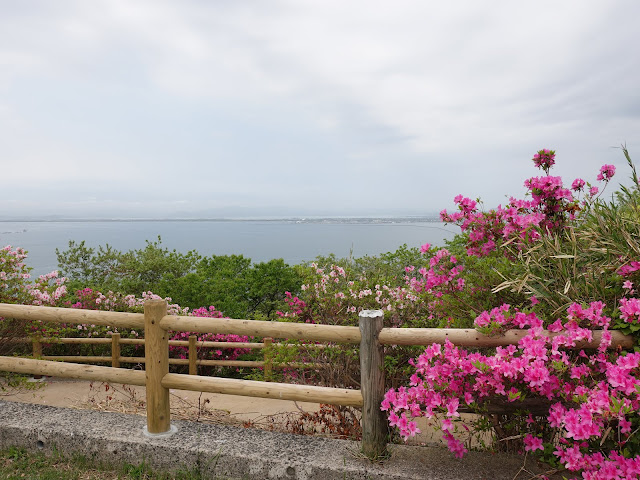 島根県松江市美保関町美保関　五本松公園　ツツジ（躑躅）