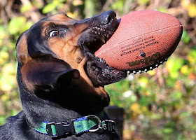 Cute dogs - part 7 (50 pics), dog grabs a ball with his mouth
