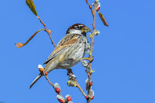 gorrion-moruno-passer-hispaniolensis-