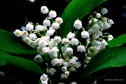 Muguet pour tous! Da noi, in Francia, c'è un'usanza, si offre mughetto il . (bouquet de muguet)