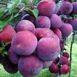 Grosir Bibit Tanaman Buah Plum Aussie Lampung - hayaprojects