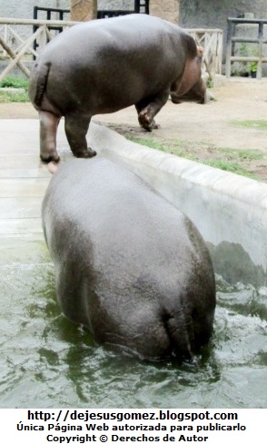 Fotos de enormes hipopótamos luego de disfrutar de un baño. Foto de hipopótamos de Jesus Gómez