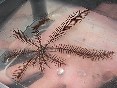 Feather star, crinoid