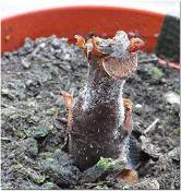 begonia stem stump