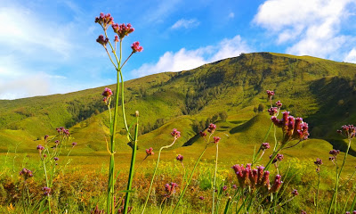 bukit safana, bukit savanna, bukit savanna