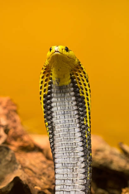Interesting facts about philippine cobra