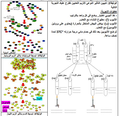 مذكرة تحويل الاغذية في الانبوب الهضمي للسنة الرابعة متوسط الاستاذ محمودي