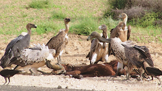 World's First Conservation and Breeding Centre for Asian Vultures