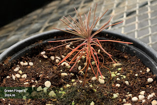 New saplings of Jangipumsong germinated in 2025