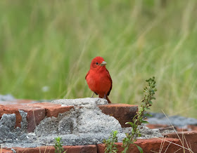 Summer Tanager - Dry Tortugas NP, Florida