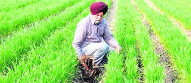 An attempt to attract farmers to go organic - Punjab Insight, Organic Farming