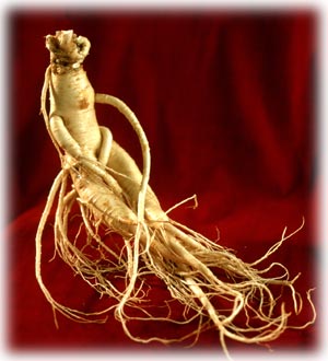 ginseng 5 Jenis Tumbuhan Yang Paling Berkhasiat