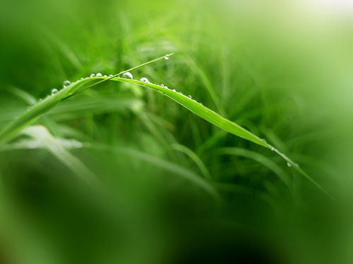 spring_natura-014