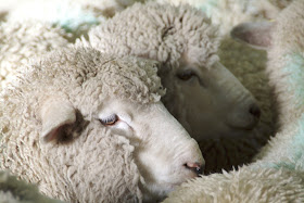 Falkland Corriedale Sheep