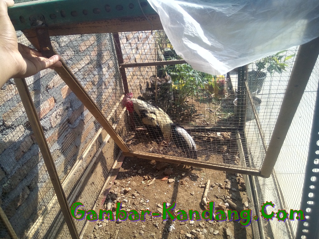 Contoh Kandang Jemur Ayam Bangkok - Kumpulan Gambar 