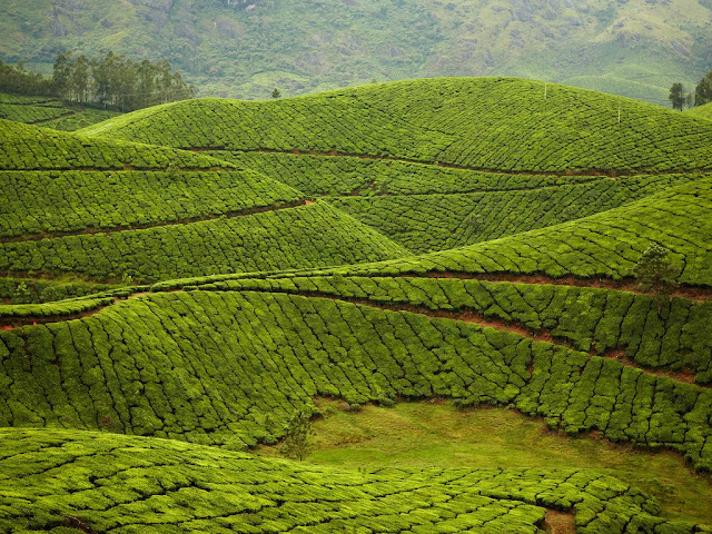 Kolukkumalai Tea Estate: Munnar, India