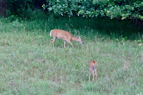 two whitetail does, sans fawn