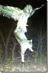 owl1