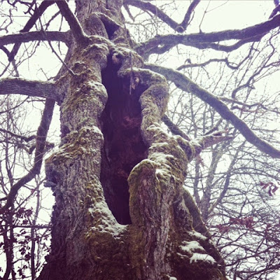 winter, hiver, creuse, Limousin, nature, France, countryside, hollow, tree