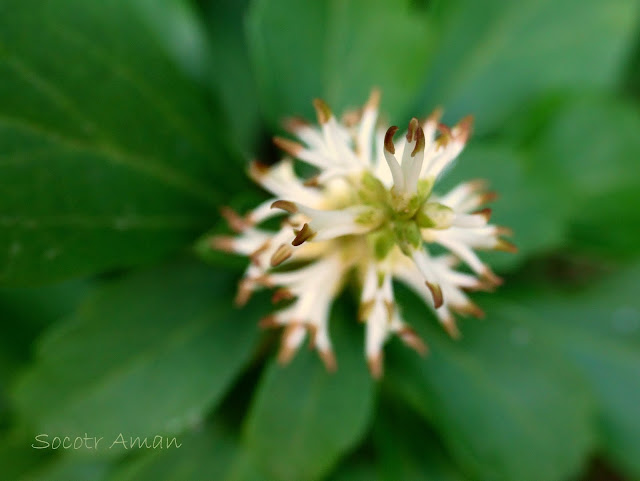 Pachysandra terminalis