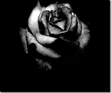 flor-molhada-em-preto-e-branco-wallpaper-17920